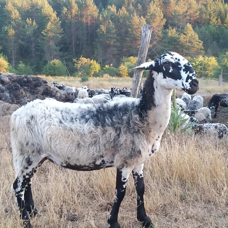 Življenje ovčarjev